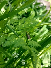 Xysticus