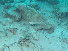 Caulolatilus princeps