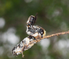 Megachile lucidiventris