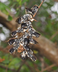 Megachile lucidiventris