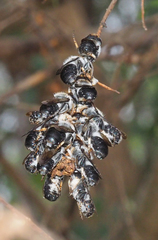 Megachile lucidiventris
