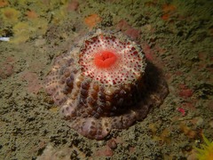 Physactis multicolor