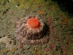 Physactis multicolor