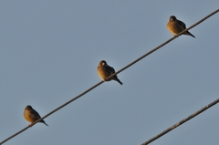 Chloris sinica