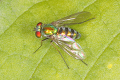 Condylostylus pruinosus