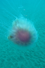 Cyanea annaskala