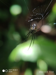 Leucauge argentina