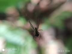 Leucauge argentina