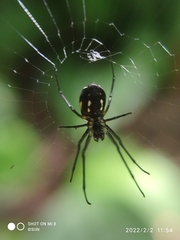Leucauge argentina
