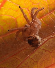 Thyene imperialis