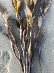 Lessoniaceae