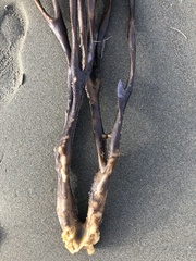Lessoniaceae