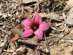 Brachychiton discolor