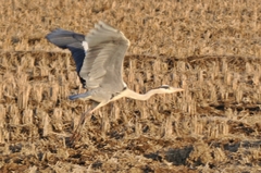 Ardea cinerea