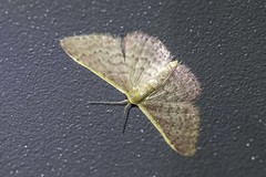 Idaea inversata