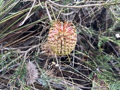 Banksia scabrella