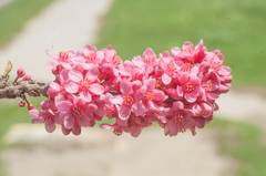 Casearia guantanamensis