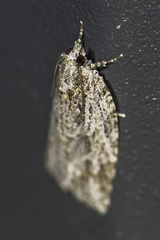 Thrincophora