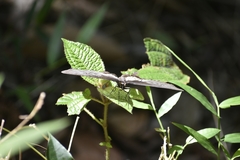 Pachliopta pandiyana