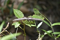 Pachliopta pandiyana