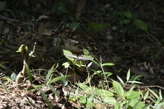 Pachliopta pandiyana