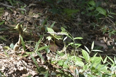 Pachliopta pandiyana