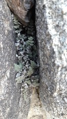Myriopteris parryi