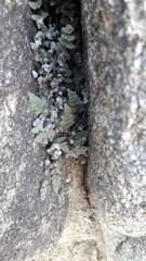 Myriopteris parryi