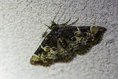 Corgatha sideropasta