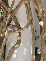 Sciurus carolinensis