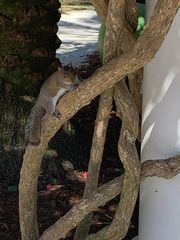 Sciurus carolinensis