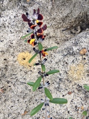 Gastrolobium linearifolium