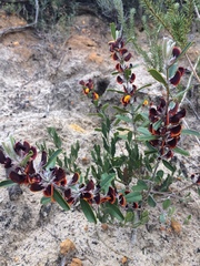 Gastrolobium linearifolium