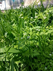 Anthriscus cerefolium