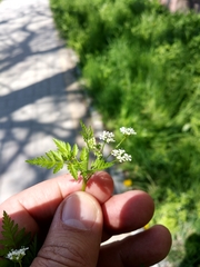 Anthriscus cerefolium