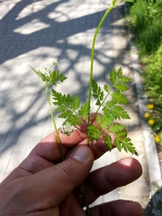 Anthriscus cerefolium
