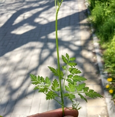 Anthriscus cerefolium