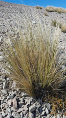Chionochloa macra