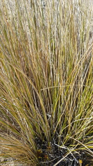 Chionochloa macra