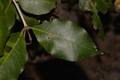 Backhousia leptopetala