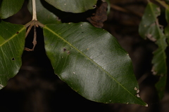 Backhousia leptopetala