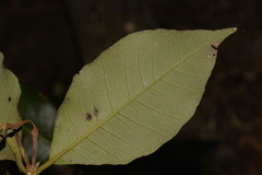 Backhousia leptopetala