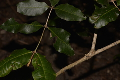 Backhousia leptopetala