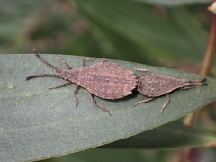 Agriopocoris