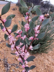 Hakea neurophylla