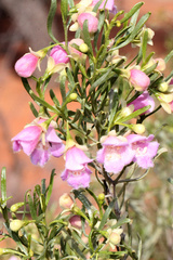 Eremophila sturtii