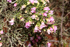 Eremophila sturtii