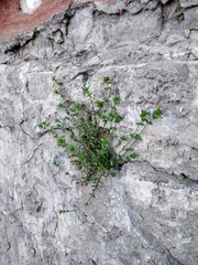 Arenaria serpyllifolia