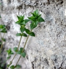 Arenaria serpyllifolia