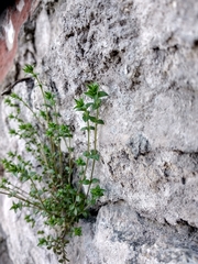 Arenaria serpyllifolia